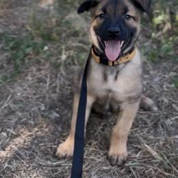 Belgian Malinois Puppies from Lion and The Lamb Kennel