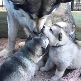 Alaskan Malamute Puppies from Ghost Dance Alaskan Malamutes