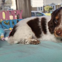 Dachshunds from Hardy Miniature Dachshunds