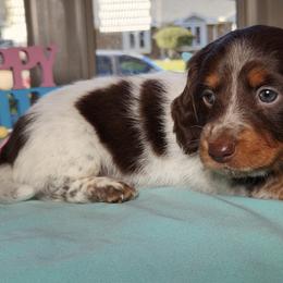 Dachshunds from Hardy Miniature Dachshunds