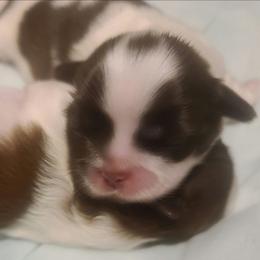 Girl 2 - Liver female Shih Tzu puppy in Belleville, Michigan from Patricia's Heavenly Earth Angels