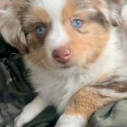Miniature Australian Shepherds and Toy Australian Shepherds from Rust Farm