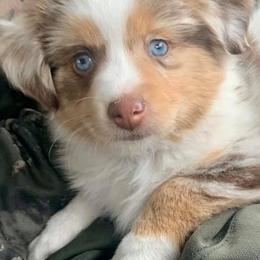 Miniature Australian Shepherds and Toy Australian Shepherds from Rust Farm