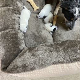 Australian Cattle Dog Puppies from Kentucky bluegrass blue healer