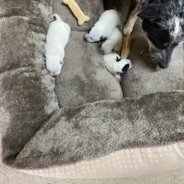 Australian Cattle Dog Puppies from Kentucky bluegrass blue healer
