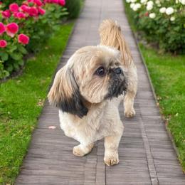 Bruno - Shih Tzu