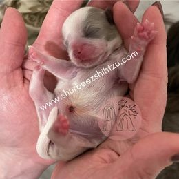 Shih Tzu Puppies from Shurbeez Shih Tzu