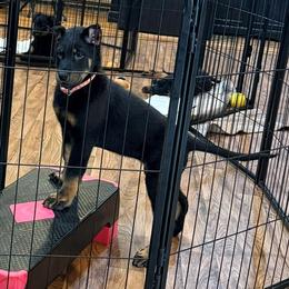 Orange Collar - Black and tan female Beauceron puppy in Sterling, Illinois from Beaucerons of Tempete De Hope