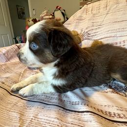 Christmas - Red tri male Miniature Australian Shepherd puppy in Port Saint Lucie, Florida from Charlene Brannon's Mini Australian Shepherds