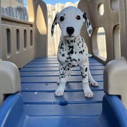 Dalmatian Puppies from Crystal Gonzalez