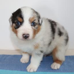 Boy 2 - male Australian Shepherd puppy in Colorado from Firestone Australian Shepherds