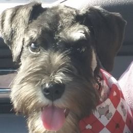 Roxie - Miniature Schnauzer