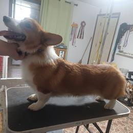 Percy - Red male Pembroke Welsh Corgi puppy in Easley, South Carolina from Black Thumb Homestead