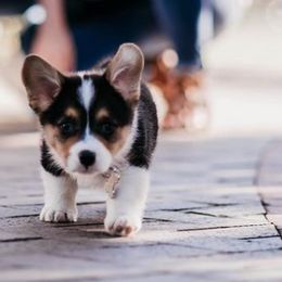 Pembroke Welsh Corgis from Red Fern Corgis