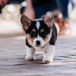 Pembroke Welsh Corgis from Red Fern Corgis