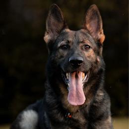 Sharox - German Shepherd