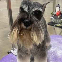 Miniature Schnauzers from Allegro Miniature Schnauzer’s