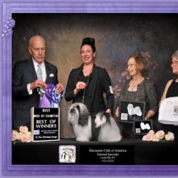 Havanese All Grown Up from Grandview Havanese