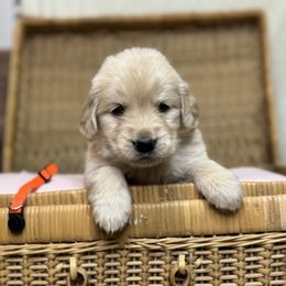 Miss Orange - Golden female Golden Retriever puppy in Tonasket, Washington from Denzil’s Goldens