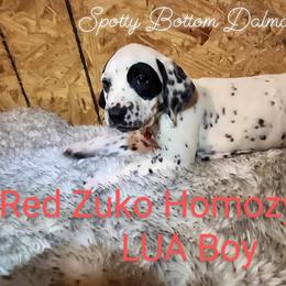 Dalmatian Puppies from Spotty Bottom Dalmatians