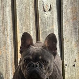 Militia - French Bulldog