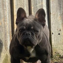 Militia - French Bulldog