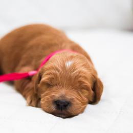 Joyce - Caramel red female Australian Labradoodle puppy in Diamond Bar, California from Furrytaildoodles