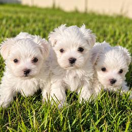 Maltese puppies from Purebred Maltese puppies Florida