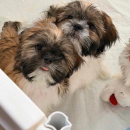 Tyler - Gold and white male Shih Tzu puppy in Hemet, California from Aloha Shih Tzu
