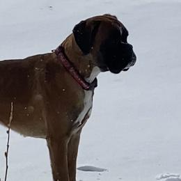 Pompeyo - Boxer
