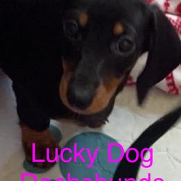 Girl 3 - Black and tan female Dachshund puppy in Bryceville, Florida from Lucky Dog Dachshunds