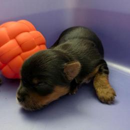 Phoebe - Blue and gold female Yorkshire Terrier puppy in Gatesville, Texas from KontryKritterz Yorkies