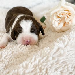 English Springer Spaniel Puppies from Starshine Puppies