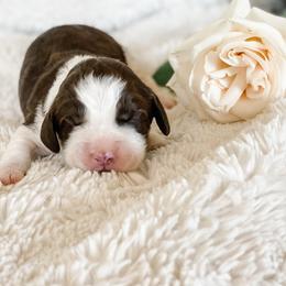 English Springer Spaniel Puppies from Starshine Puppies