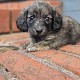 Cream brindle - Brindle female Dachshund puppy in Ashford, Alabama from Circle City Dachshunds