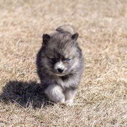 Pomsky Puppies from New World Pomskies