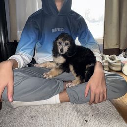 Dalmatian and Poodle Puppies from Exquisite Dalmatians & Standard Poodles