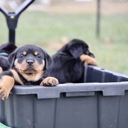 Rottweiler Puppies from Maniac Kennels