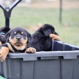 Rottweiler Puppies from Maniac Kennels