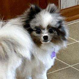 Joy - Pomeranian