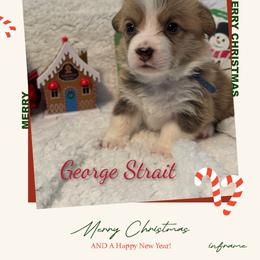 Boy 3 - White and red male Pembroke Welsh Corgi puppy in Athens, Alabama from Southern Sass Corgis