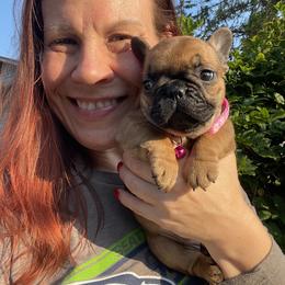 French Bulldog Puppies from Beloved Frenchies