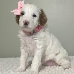 Snow Angel - Parti female Goldendoodle puppy in Florence, South Carolina from Candy Doodles