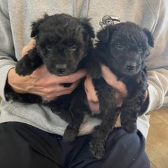 Pumi Puppies from TBD