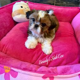 Scarlett Red-Sold - Red and white female Shih Tzu puppy in Manteca, California from Beauty's Shih Tzu (California)