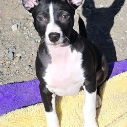 Appolo - Black and white male Rat Terrier puppy in Ukiah, California from Poem's Haven Rat Terriers..AKA Mysthaven Rat Terriers