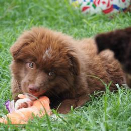 Latte - Red & white male Miniature American Shepherd puppy in Austin, Texas from ATX Mini Aussies