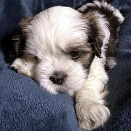 Hazel - Parti female Lhasa Apso puppy in Waterford, Connecticut from Floofie Butts