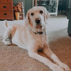 olive - Labradoodle