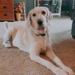 olive - Labradoodle